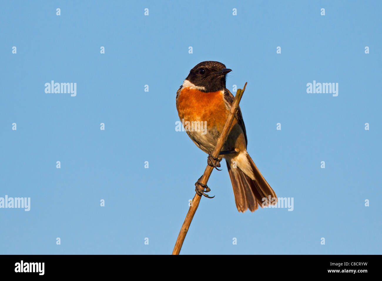 Roodborsttapuit (Saxicola torquatus), Duitsland Stonechat europea (Saxicola rubicola) maschio perced sullo stelo, Germania Foto Stock