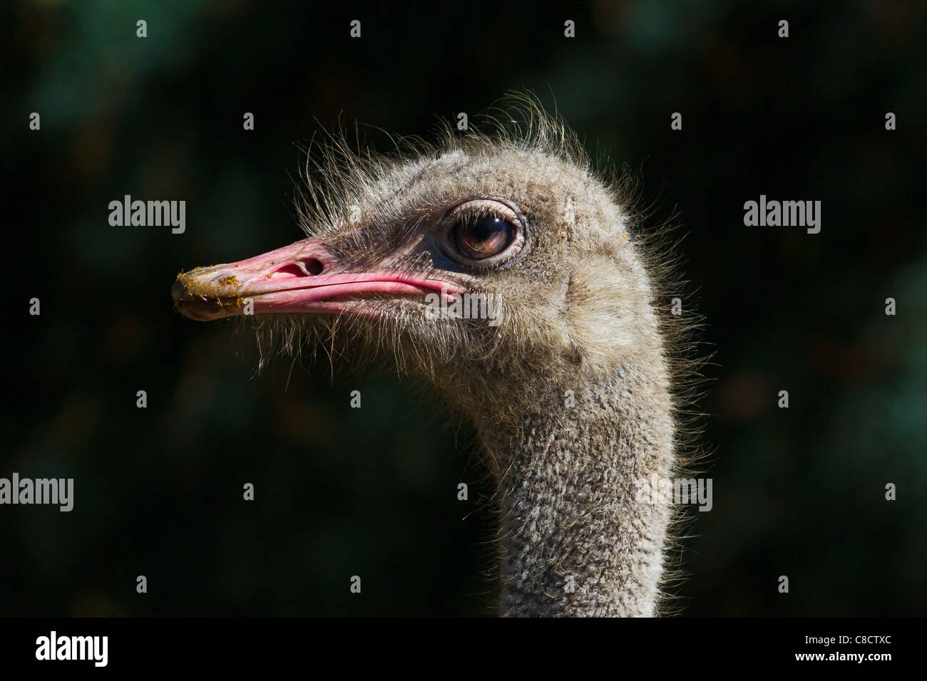 Close-up di uno struzzo Foto Stock