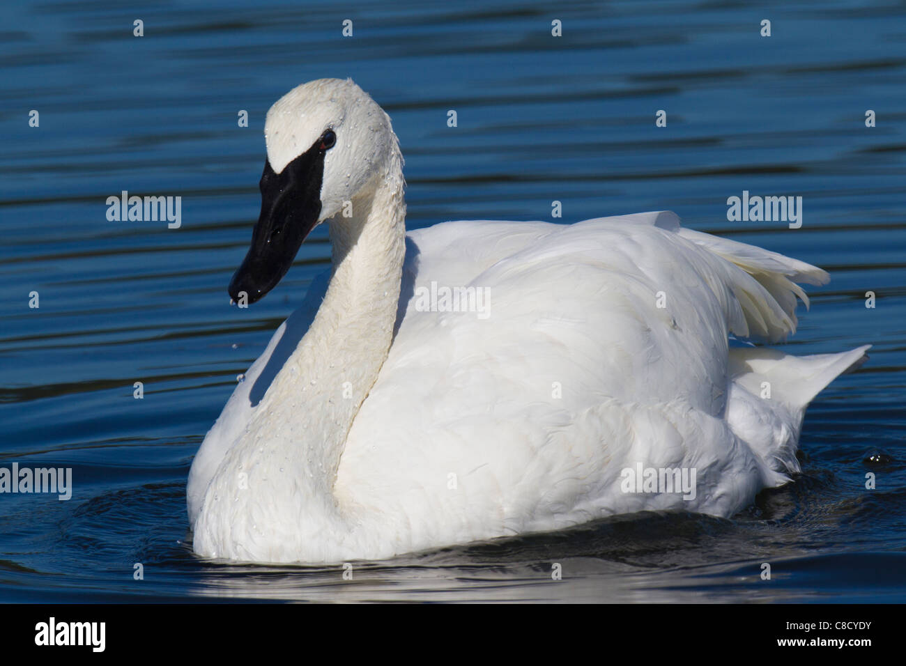 Adulto Trumpeter Swan (Cygnus buccinatore) nuotare in un lago Foto Stock