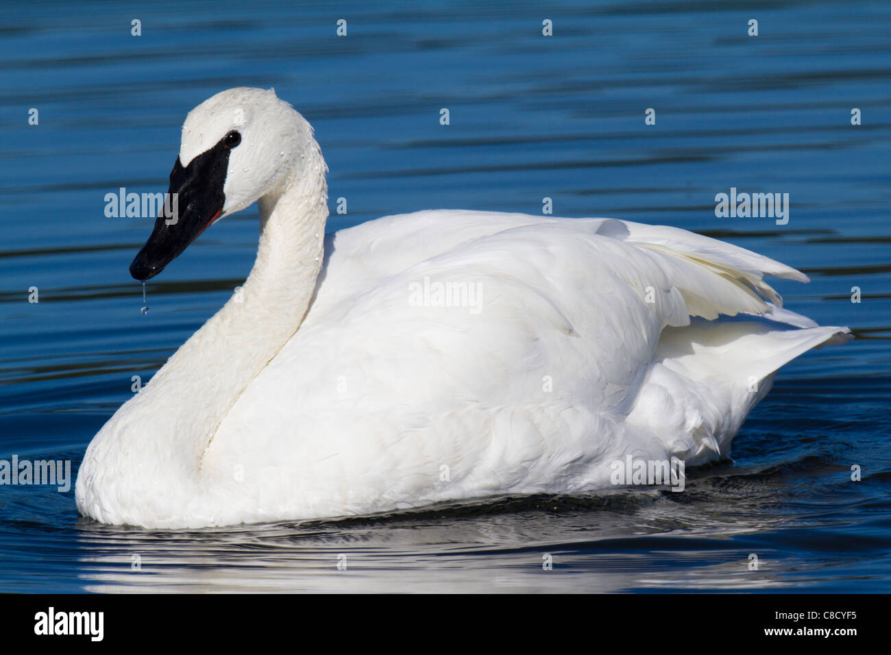 Adulto Trumpeter Swan (Cygnus buccinatore) nuotare in un lago Foto Stock
