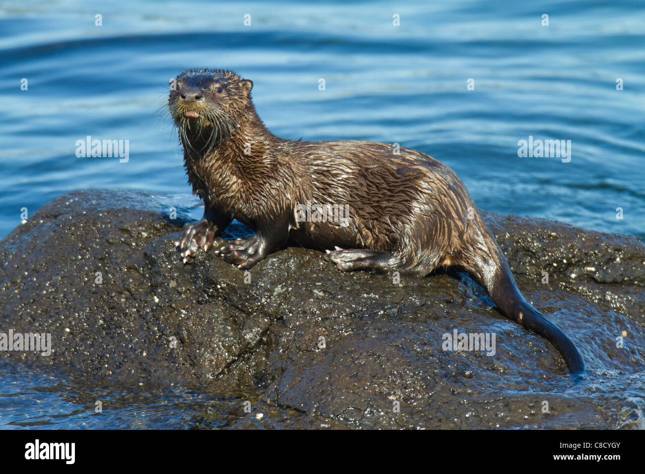 American Lontra di fiume (Lutra canadensis) in piedi su una roccia a bordo dell'acqua Foto Stock