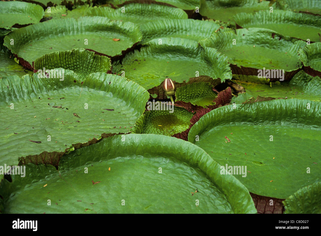 L'Amazzonia, Brasile. Acqua gigante lily Vitoria Regia (Victoria amazonica) con germoglio di fiore di galleggiamento sull'acqua. Foto Stock