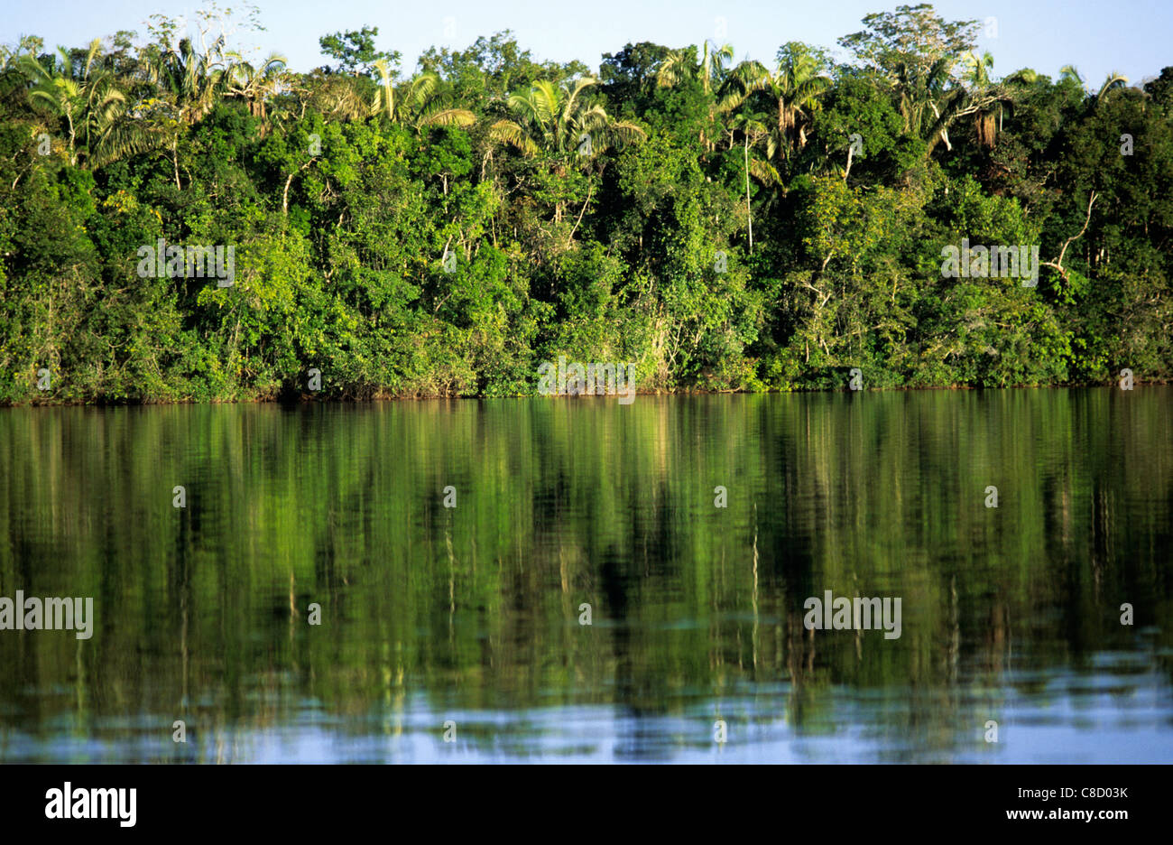 L'Amazzonia, Brasile. Spessore, fitte foreste banca di fiume vegetazione. Foto Stock