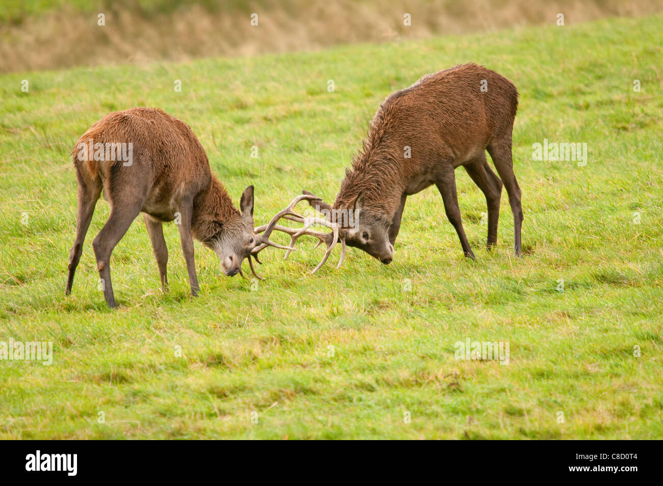 Red cervi Rut, Regno Unito. Foto Stock