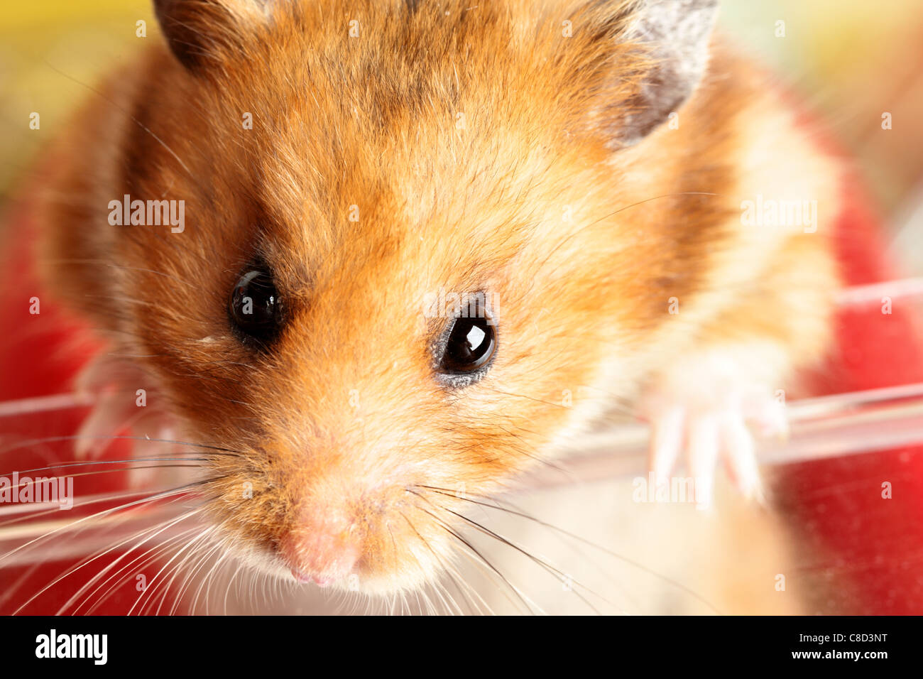 Muso di criceto rossa close up Foto Stock