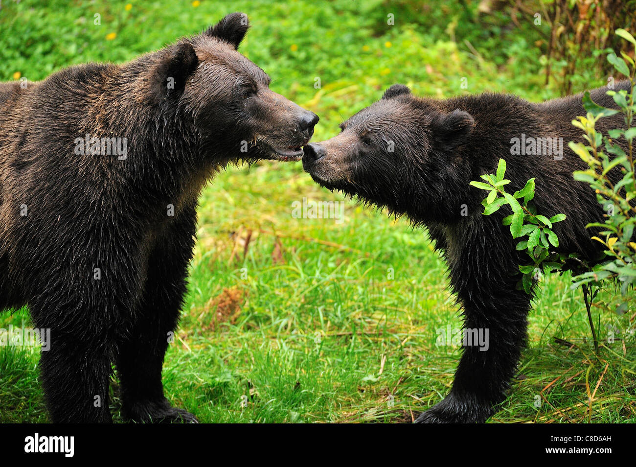 Una madre e cub orsi grizzly. Foto Stock