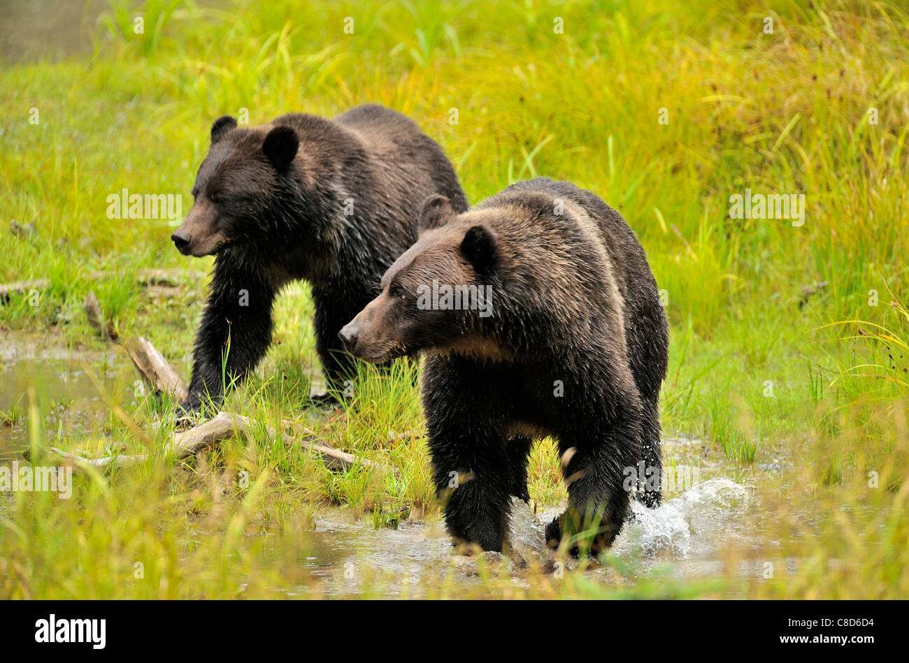 Due orsi grizzly camminando attraverso l'erba bagnata in corrispondenza del bordo di uno stagno Foto Stock