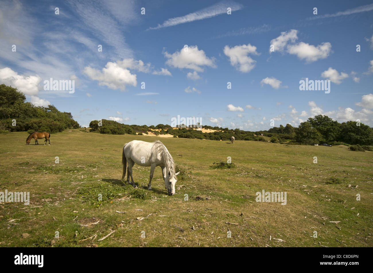 I cavalli pascolano sulla nuova foresta vicino a Lyndhurst, Hampshire, Inghilterra, Regno Unito Foto Stock