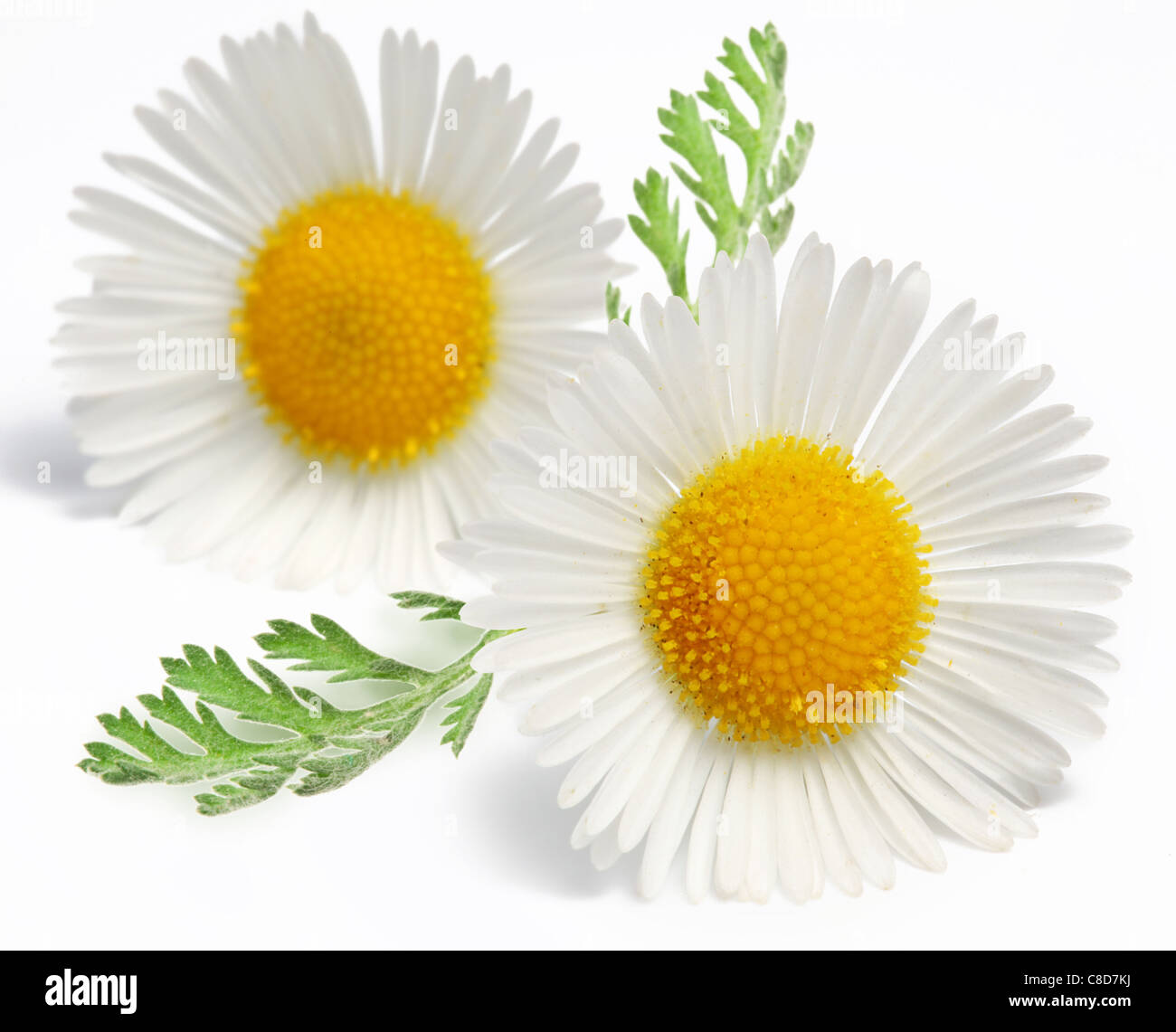 Macro shot di wild camomiles su bianco Foto Stock