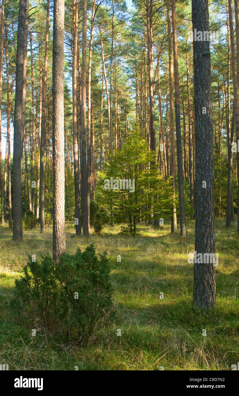 Foresta di conifere in autunno Foto Stock