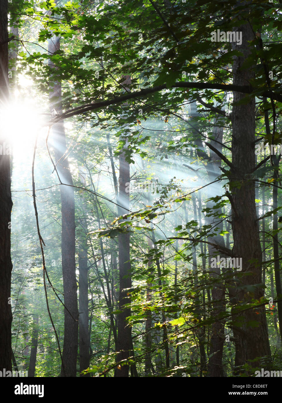 I raggi di sole che splende attraverso gli alberi della foresta. Foto Stock