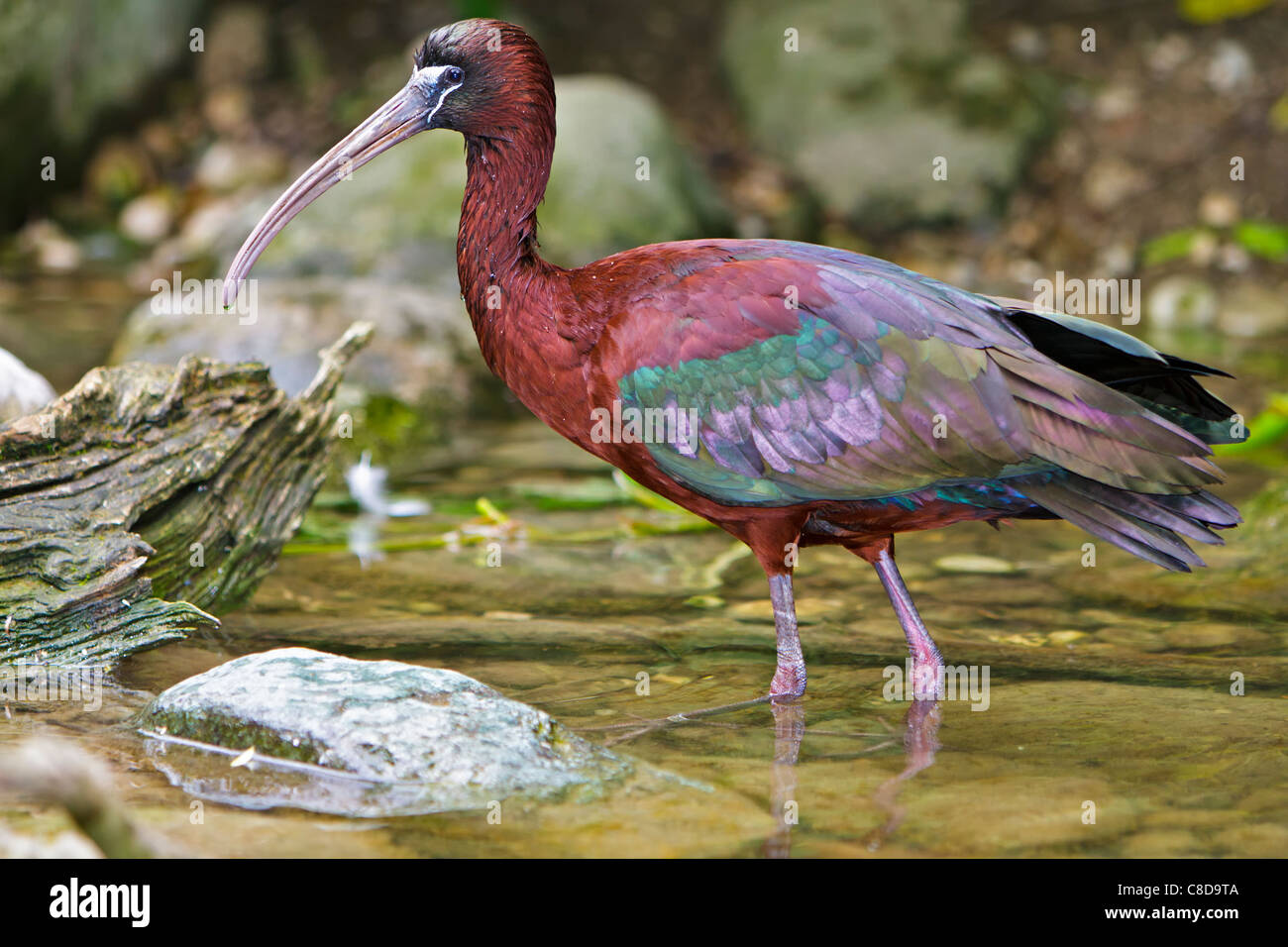 Ibis lucido Plegadis falcinellus bird wading Foto Stock