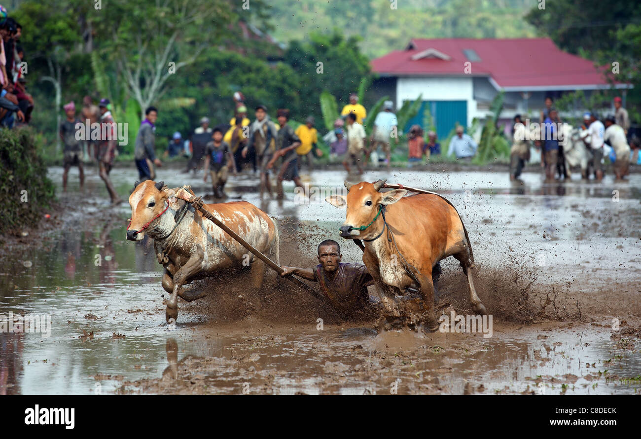 Tradizionale bull racing in un invaso la risaia, Pariangan, Bukittinggi, a ovest di Sumatra, Sumatra, Indonesia, Asia sudorientale, Asia Foto Stock