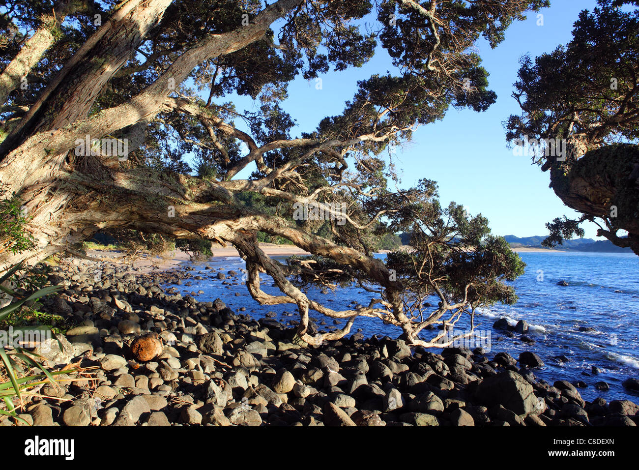 Alberi Pohutukawa. Spiaggia Dell' Acqua calda, Penisola di Coromandel, Waikato, Isola del nord, Nuova Zelanda, Australasia Foto Stock