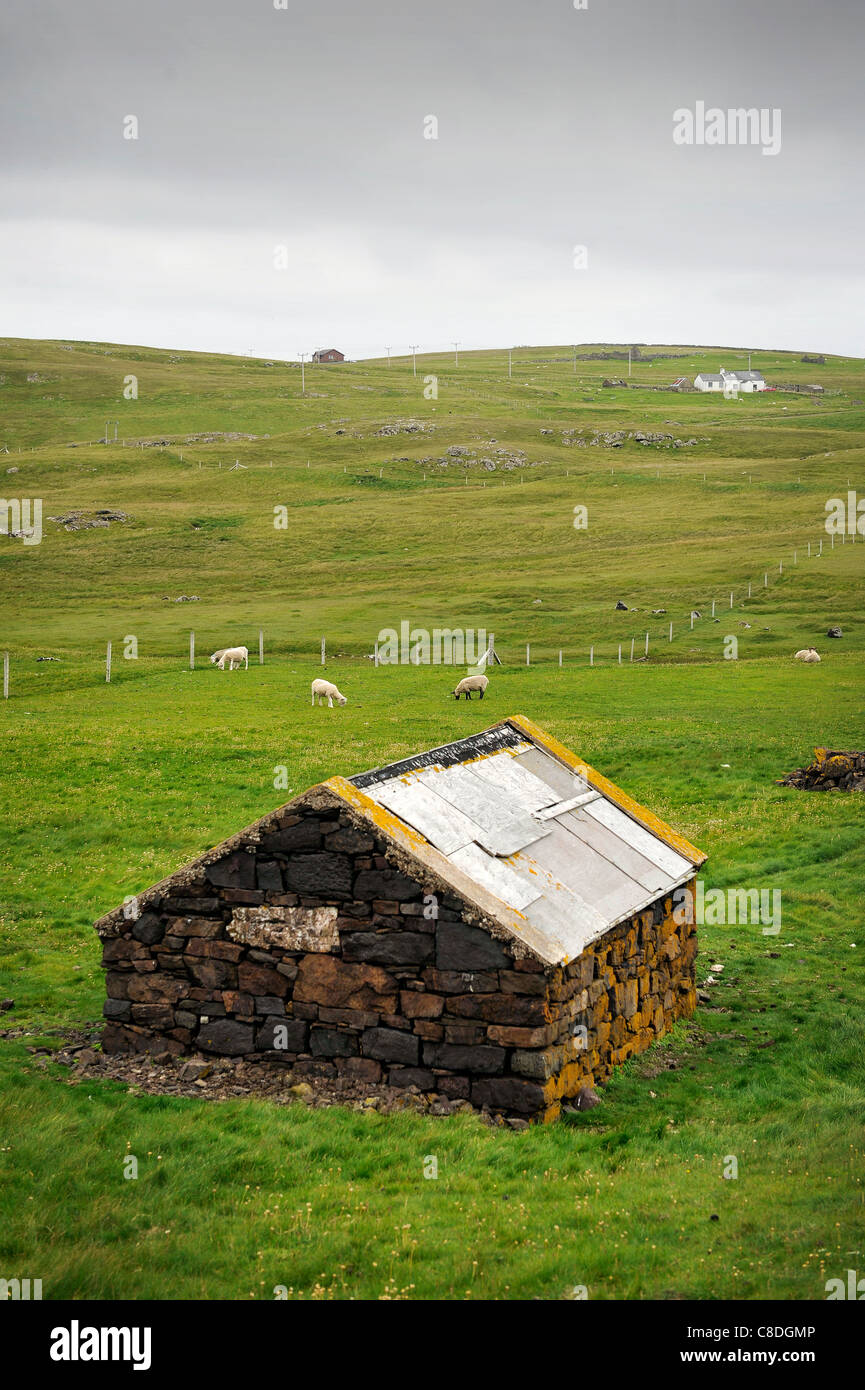 Vista di un casolare in pietra utilizzati per gli agnelli e le pecore al riparo in. Situato a Eshaness sulle isole Shetland, Scozia. Foto Stock