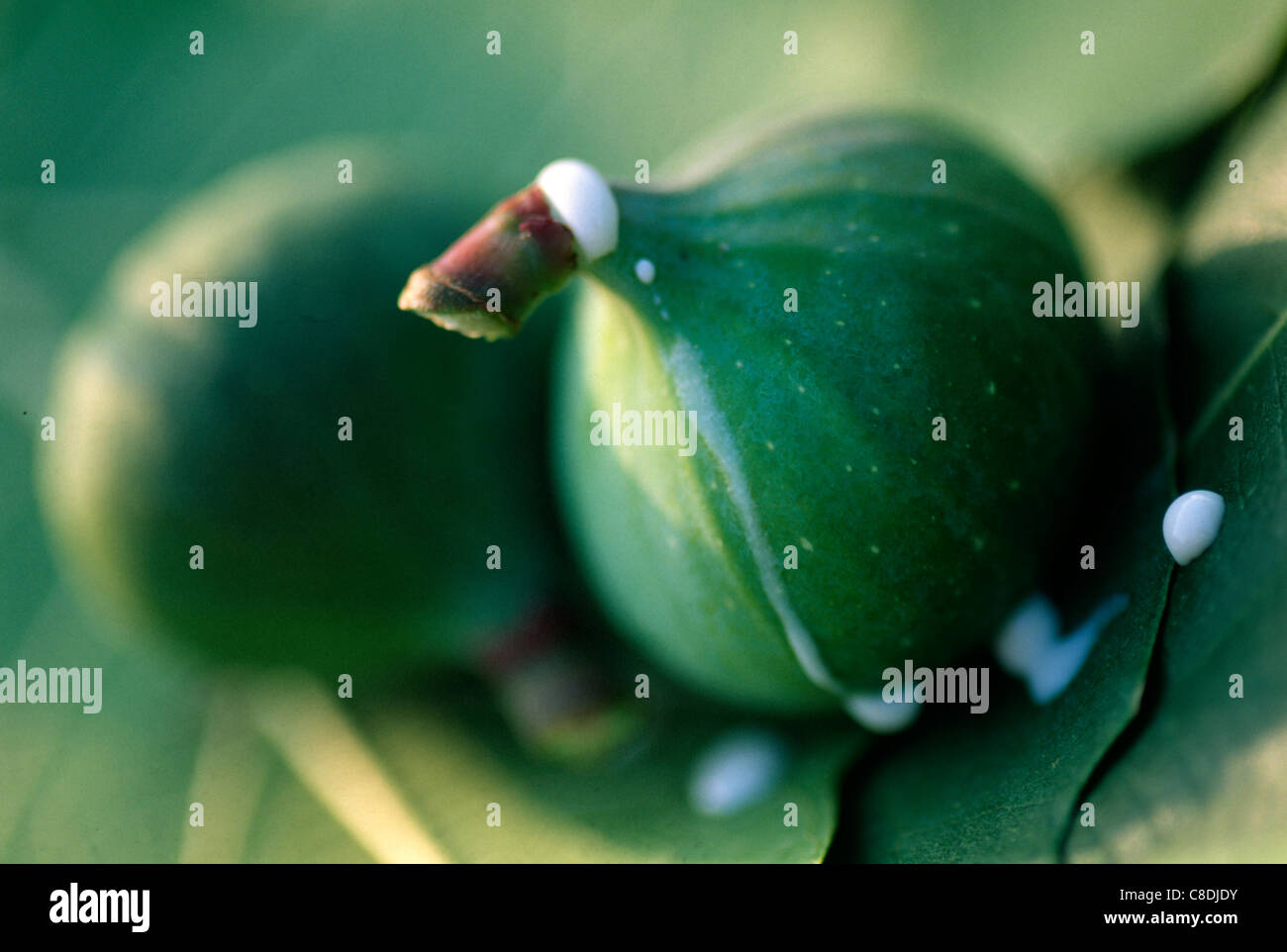 Le figure con gocce di lattice Foto Stock