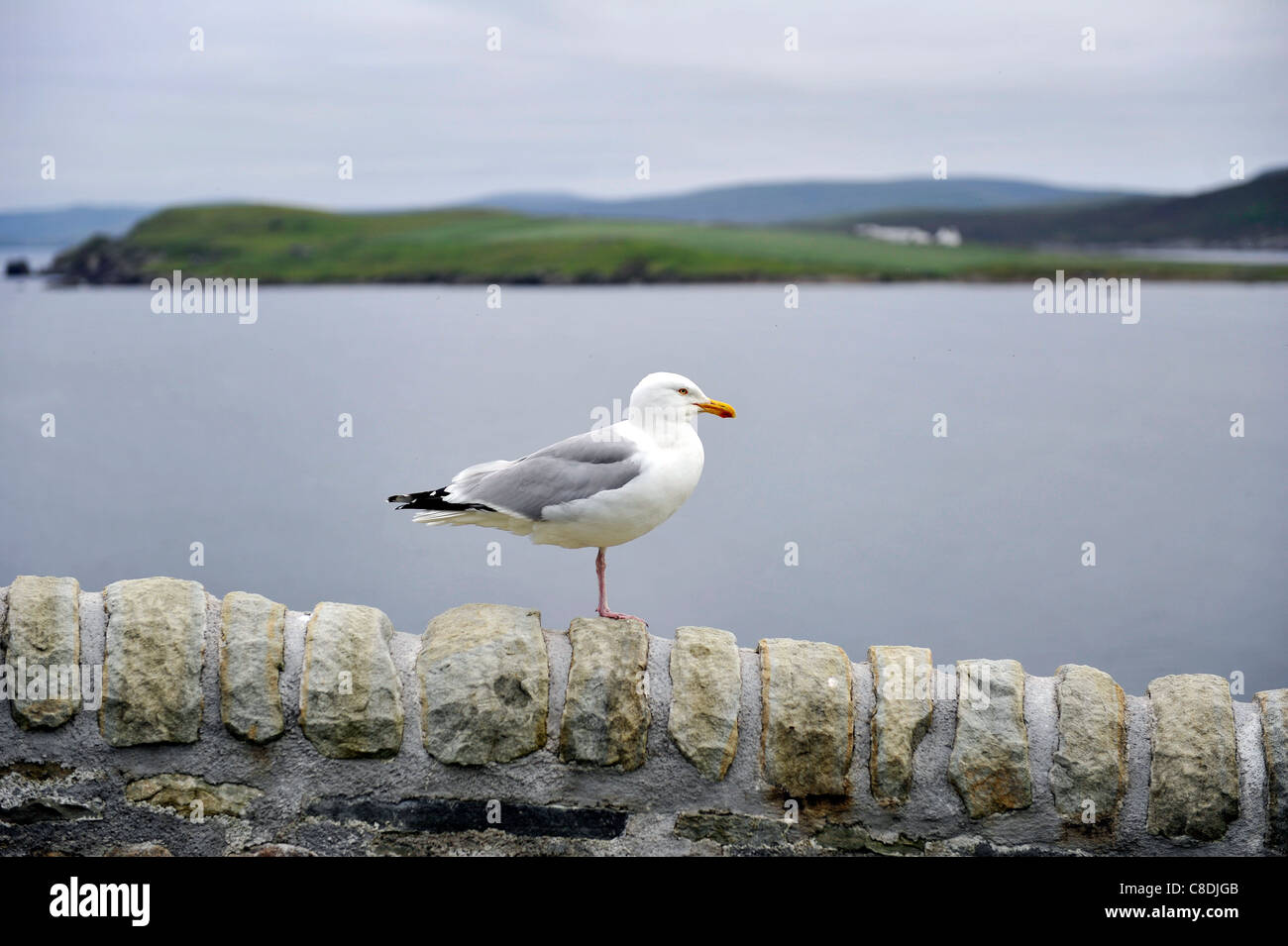 Un gabbiano comune (Larus canus) posatoi su una parete al di sopra di Lerwick, isole Shetland, Scozia. Foto Stock