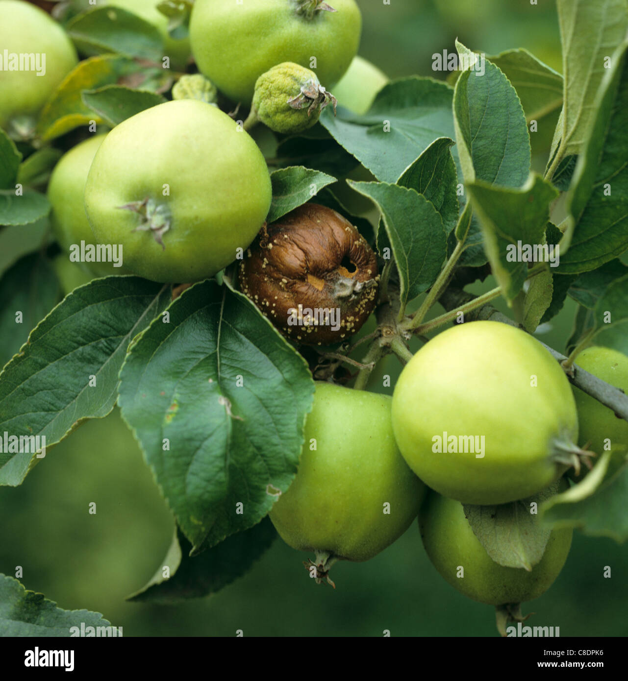 Marciume bruno (Sclerotinia fructigena) malato frutto di Apple sulla struttura ad albero Foto Stock