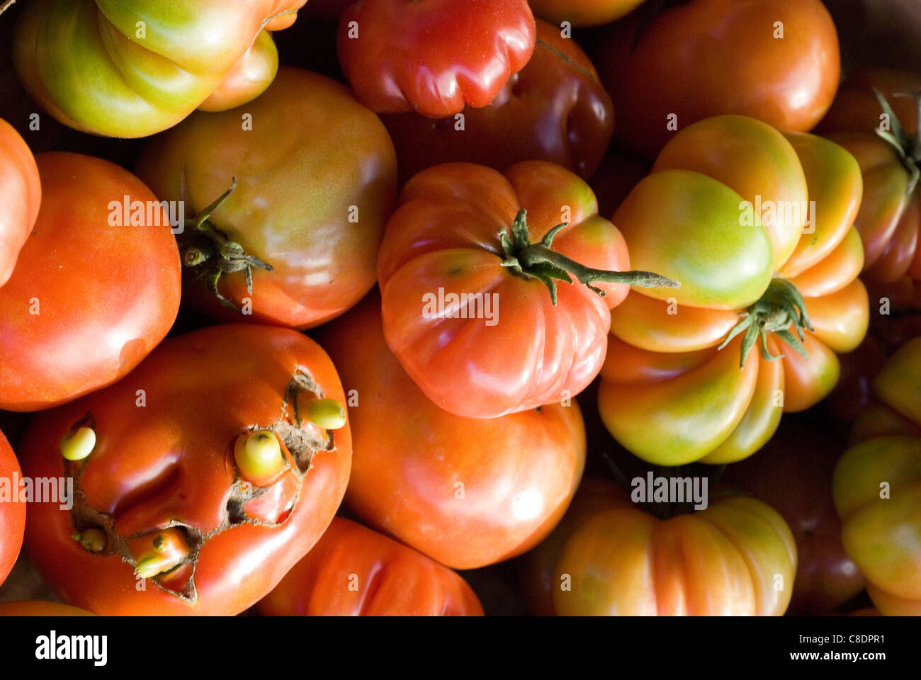 Coeur de boeuf pomodori Foto Stock