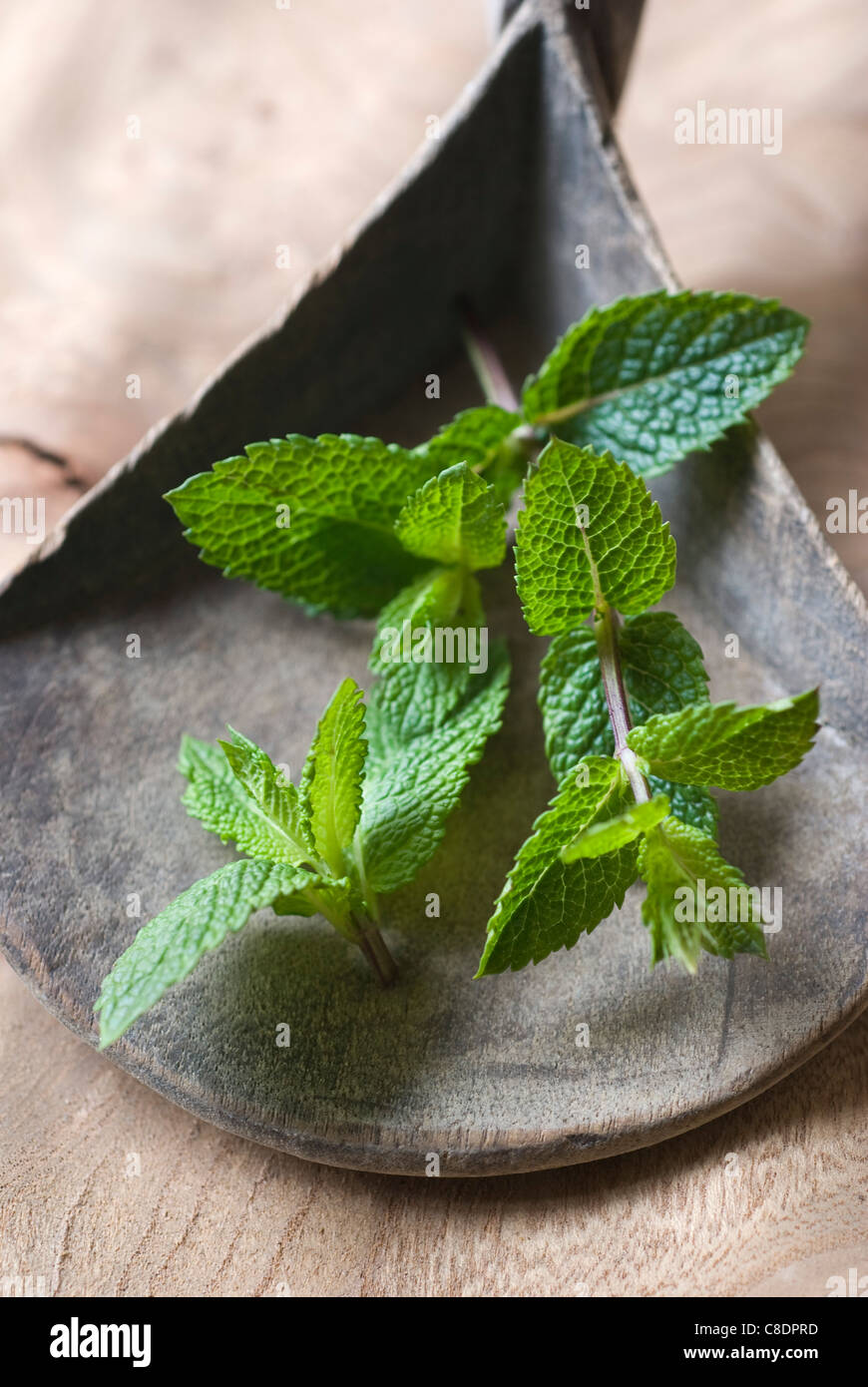 Menta fresca Foto Stock