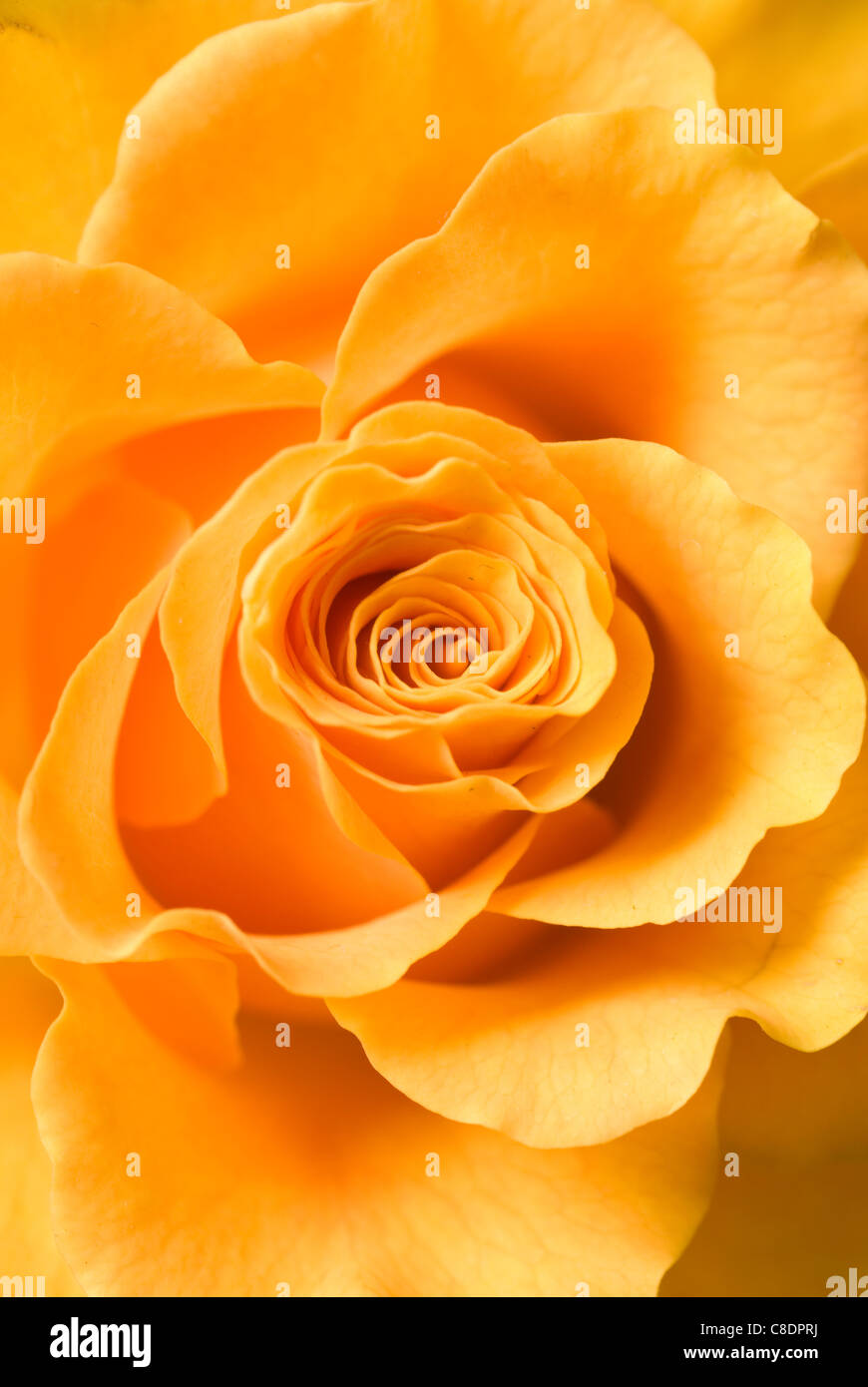 Close-up di un arancione rosa Foto Stock