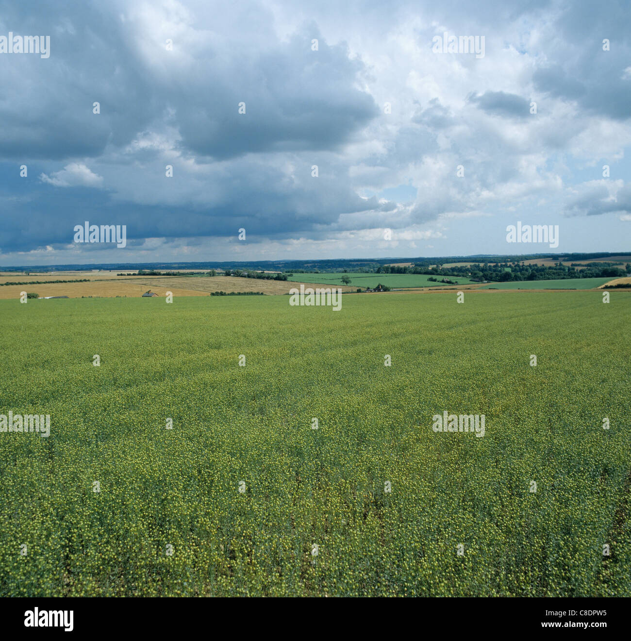 Vista di semi di lino raccolto dopo la fioritura, Hampshire Foto Stock