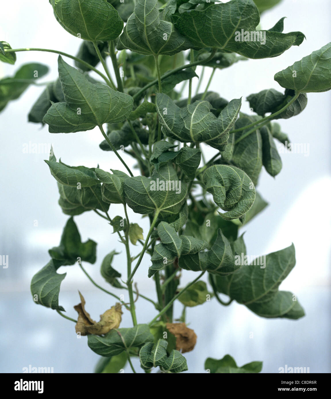 Danni causati da cotone leaf curl virus sulla pianta di cotone Foto Stock