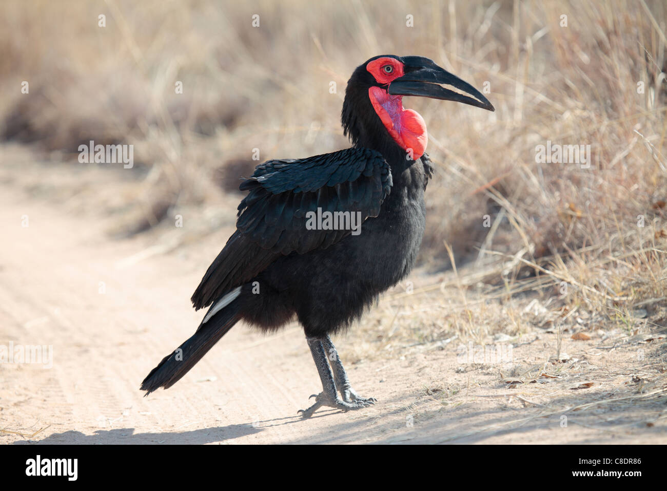 Massa Hornbill Bucorvus leadbeateri Foto Stock