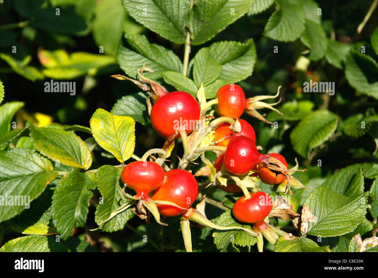 La rosa canina (Rosa canina) Frutti Foto Stock