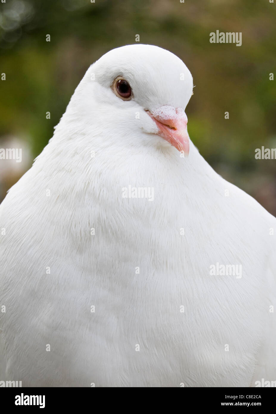 Aspetto del piccione bianco Foto Stock