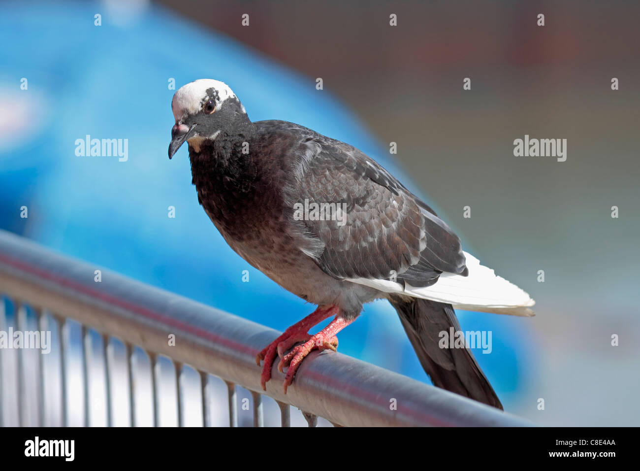 In bianco e nero o pezzati pied piccione appollaiato su una ringhiera Foto Stock