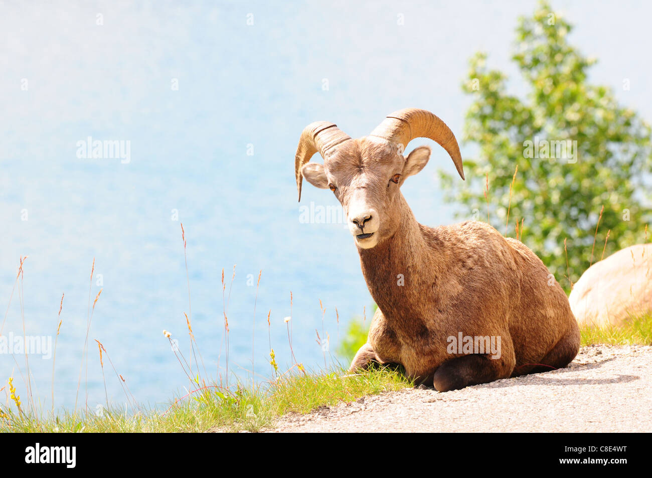 Big Horn pecore sulla strada vicino a Medicin lago in Jasper, Canada Foto Stock