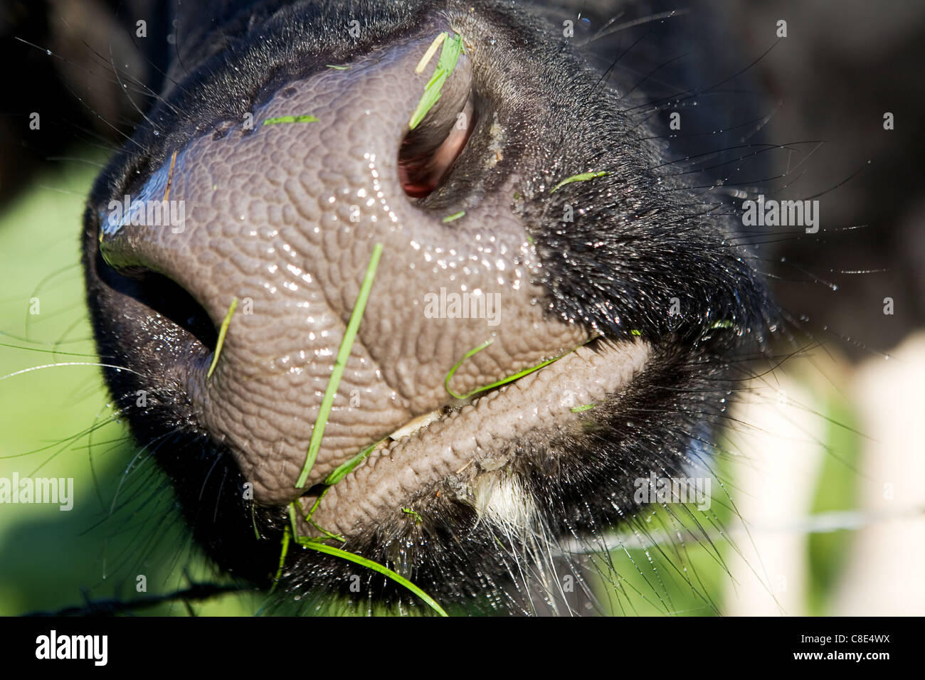 Il naso di una mucca nel paesaggio olandese Foto Stock