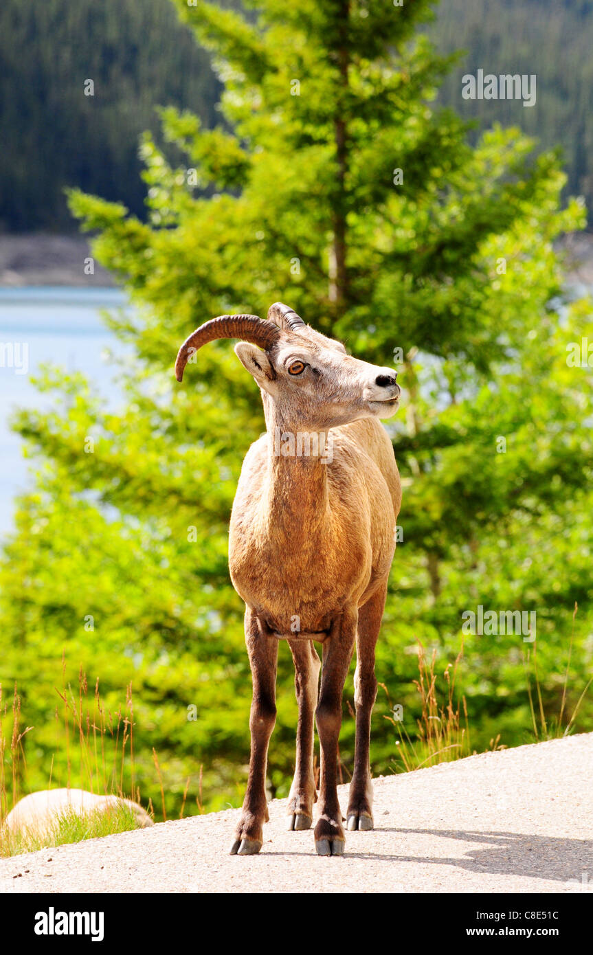 Big Horn pecore sulla strada vicino a Medicin lago in Jasper, Canada Foto Stock