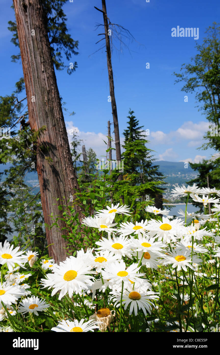 La Margherita è nel Parco di Stanley; Vancouver; Canada Foto Stock