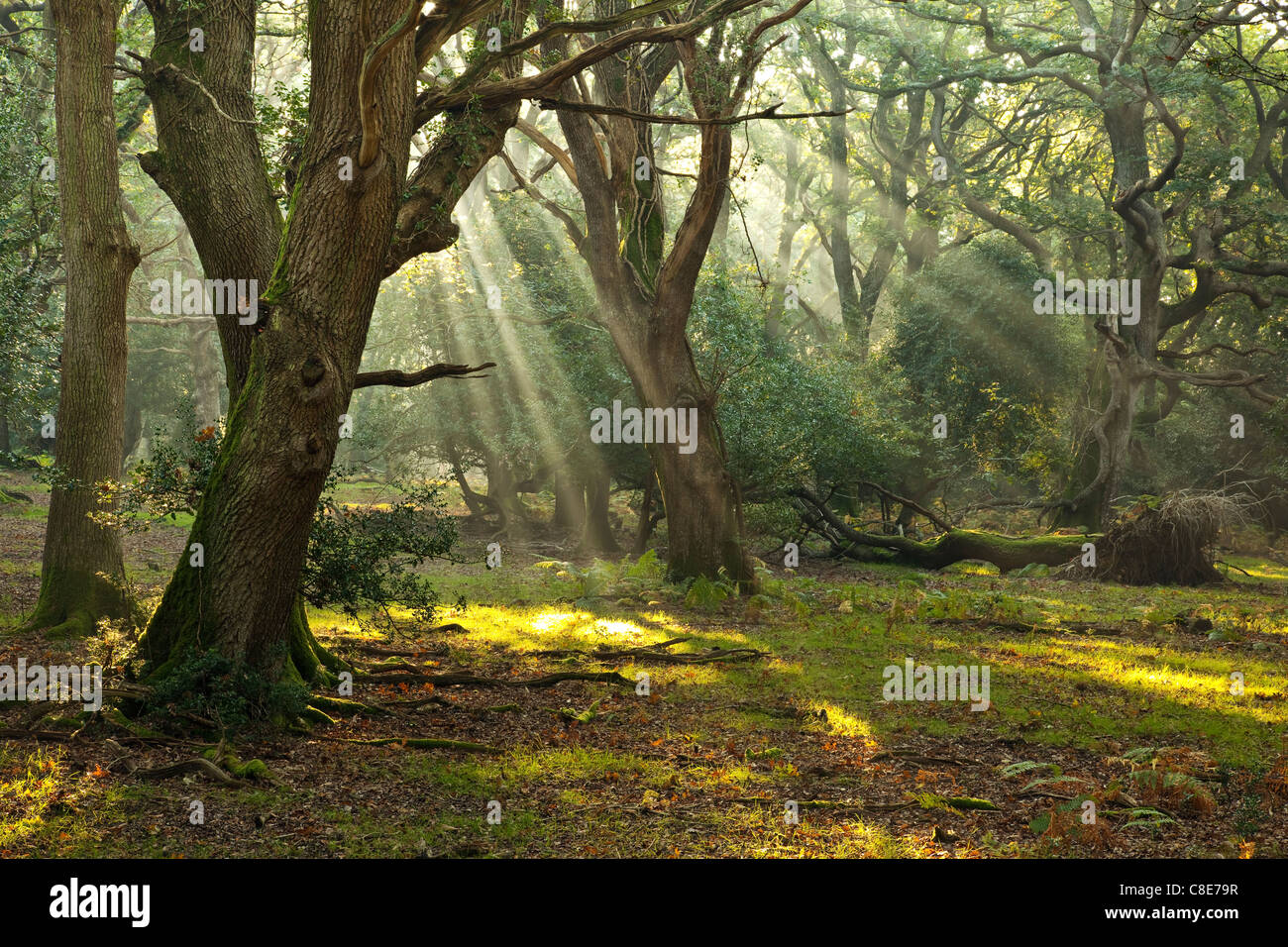 Alberi di luce del sole causata dalla mattina presto nella nebbia Redshoot boschi nel nuovo Parco Nazionale Foreste, Hampshire, Regno Unito Foto Stock