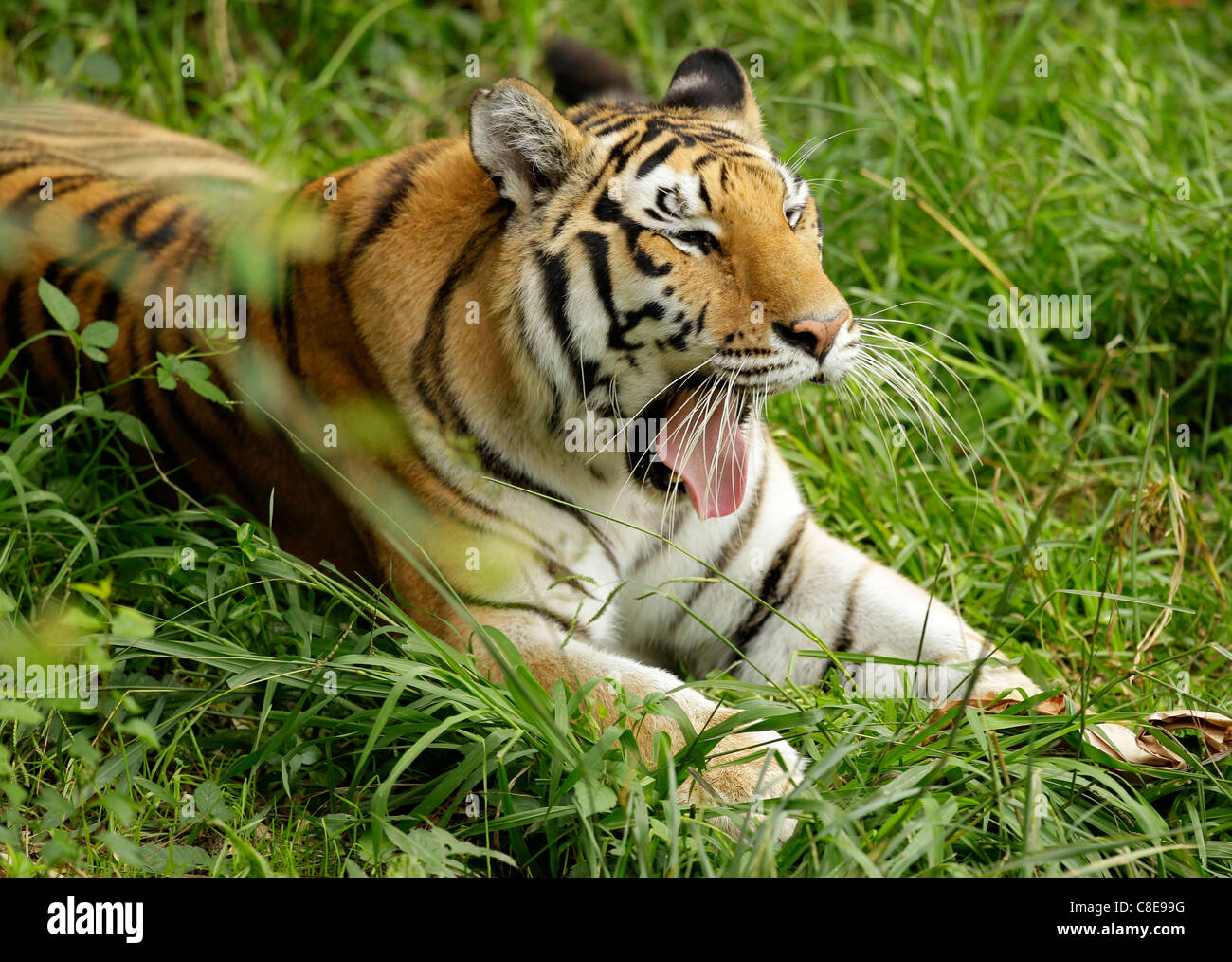 Gli occhi di tigre strisce whiskers occhio guardare mesmerize zoo carnivoro Foto Stock