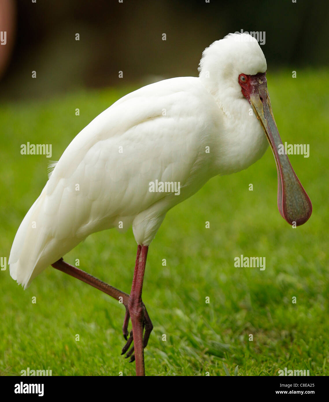 Platalea alba bird giù la gamba cucchiaio di fascettatura Foto Stock