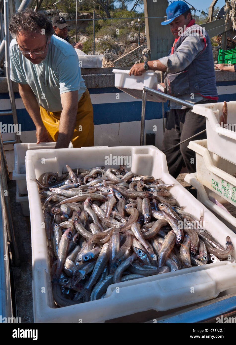I pescatori di cernita e di imballaggio lo scarico delle loro catture a Cala Figuera porto peschereccio Mallorca Spagna Spain Foto Stock