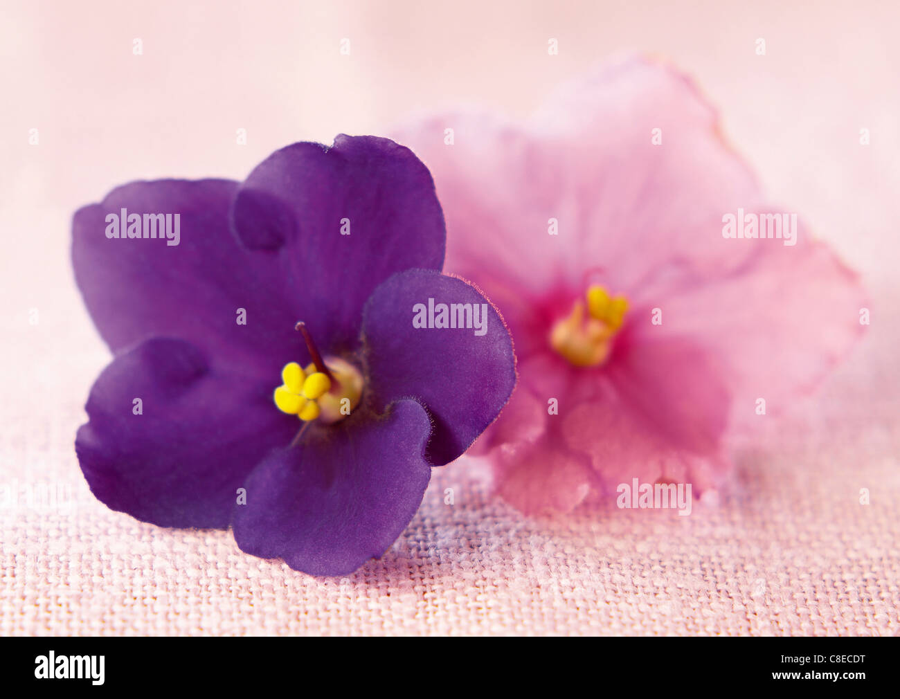 Violette africane Foto Stock