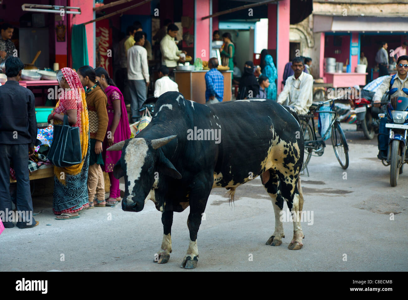 Bull fa roaming in strada nella città di Varanasi, Benares, India settentrionale Foto Stock