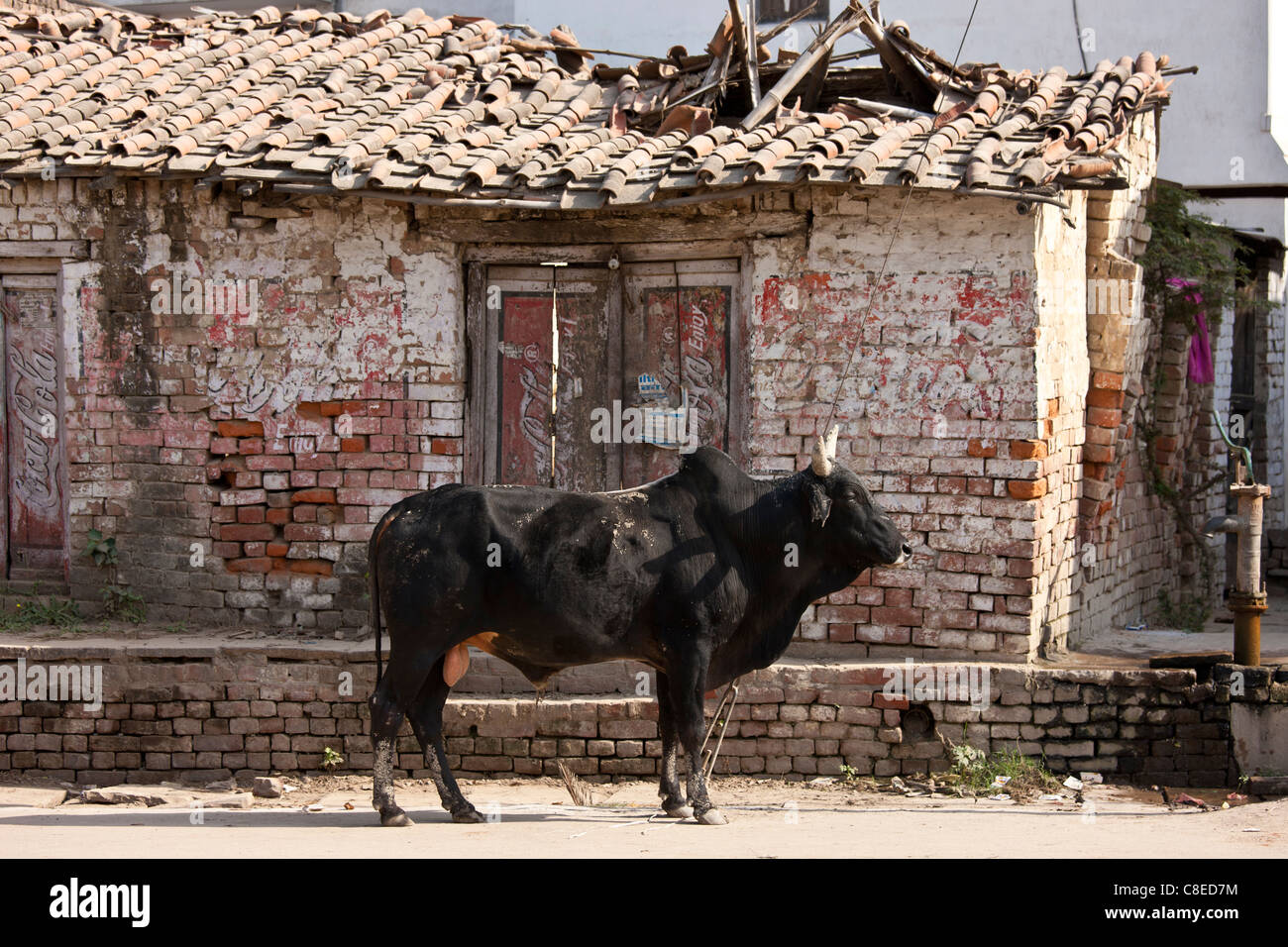 Bull in scene di strada in Nandi vicino a Varanasi, Benares, India settentrionale Foto Stock