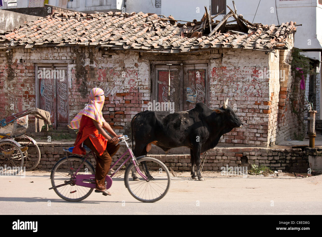 Ragazzina musulmana rides passato untethered bull nella strada Nandi vicino a Varanasi, Benares, India settentrionale Foto Stock