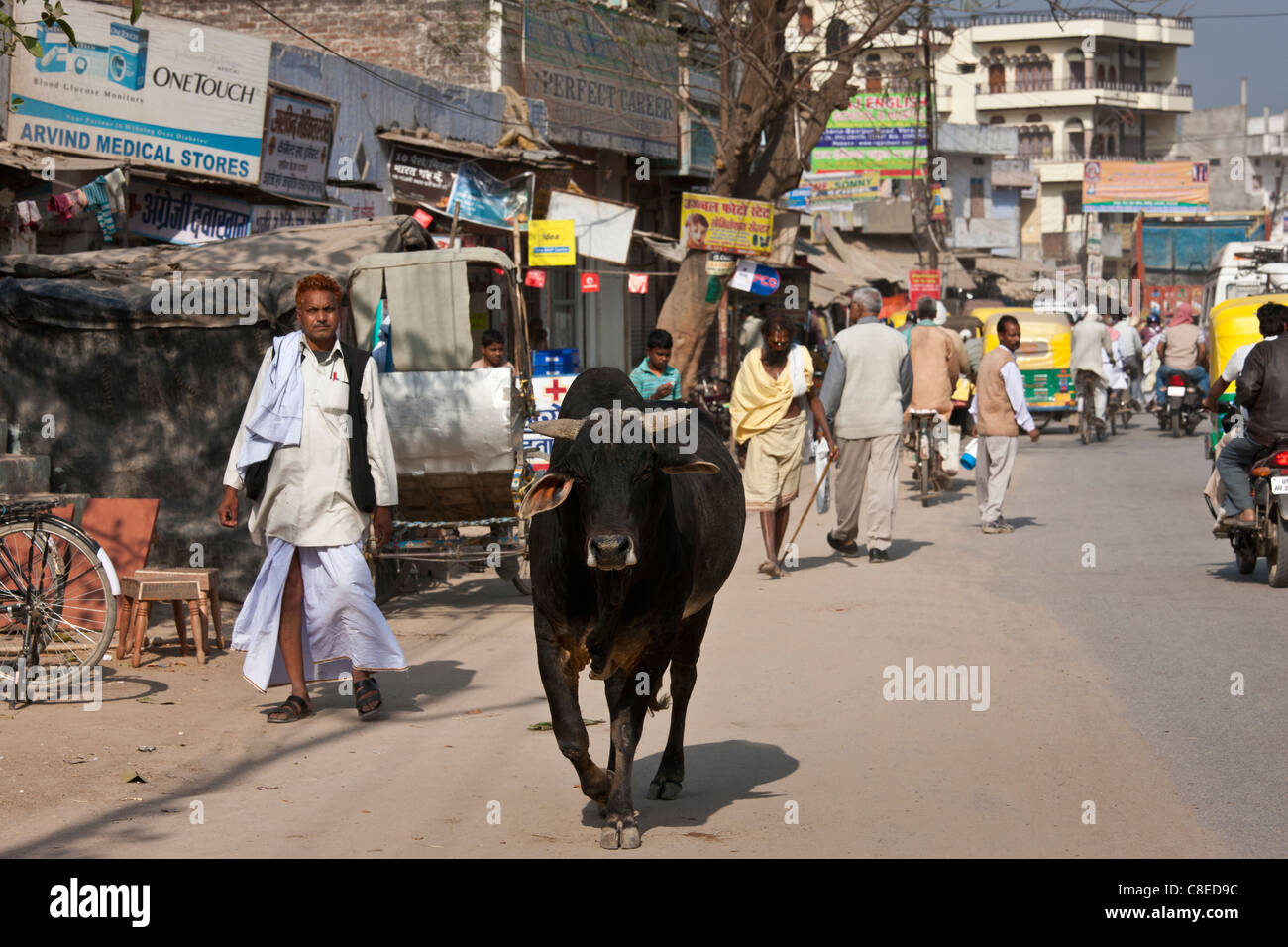 Bull il roaming lungo la strada di Nandi vicino a Varanasi, Benares, India settentrionale Foto Stock