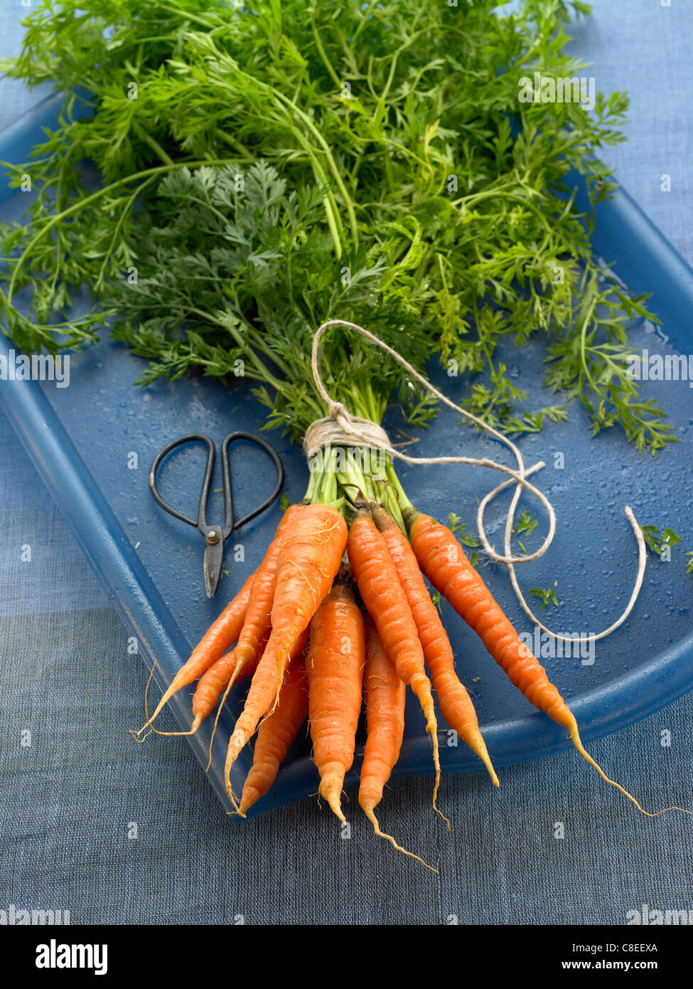 Bundle di carote Foto Stock