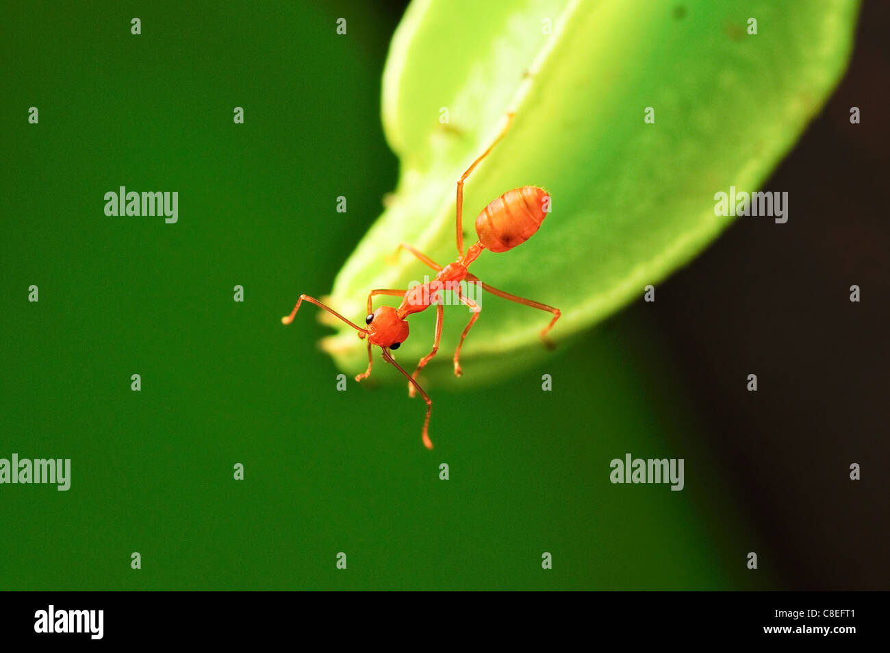 Macro nella carambola giovane frutta e ant Foto Stock