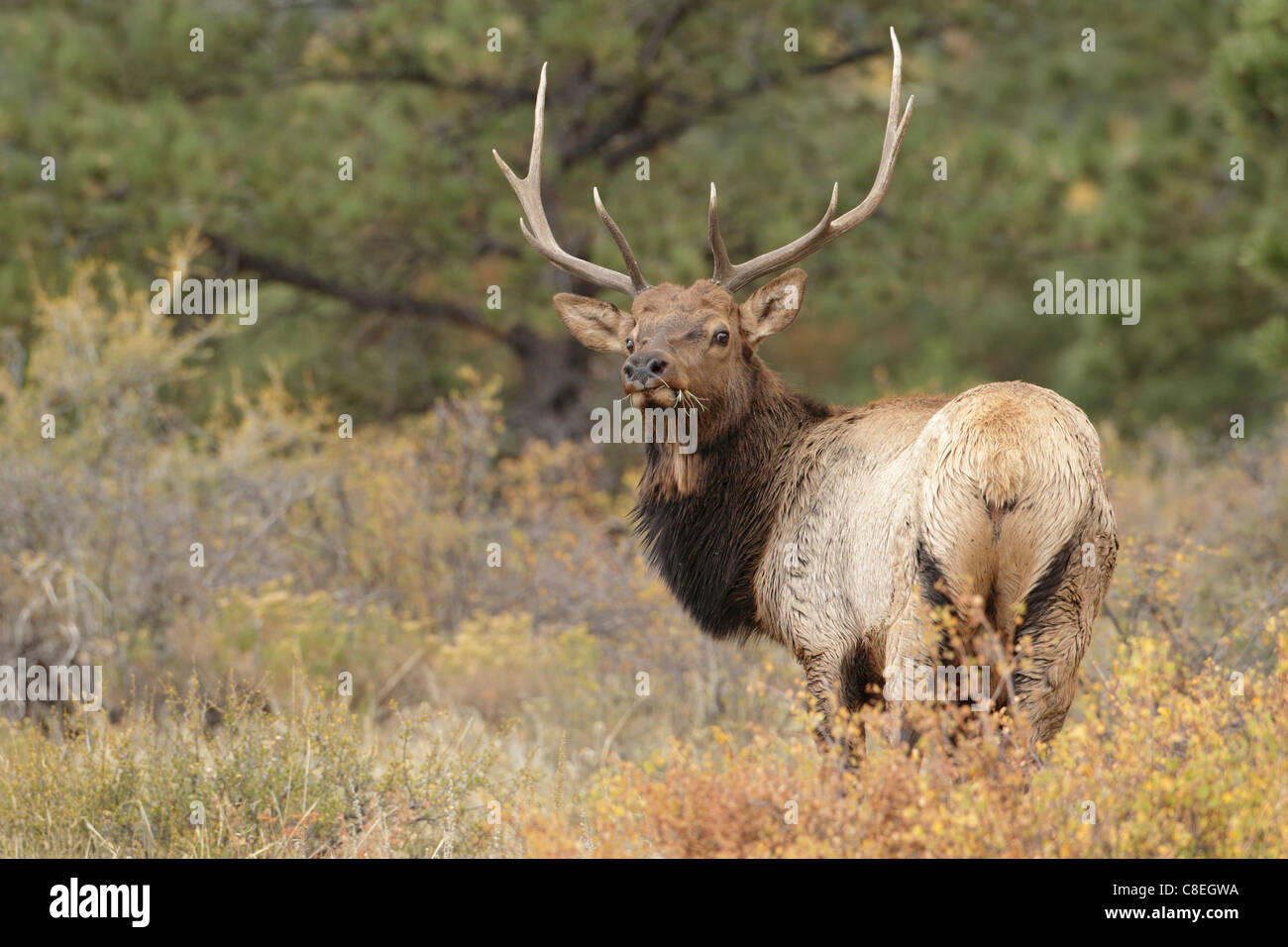 Bull Elk (Cervus canadensis), Colorado Foto Stock