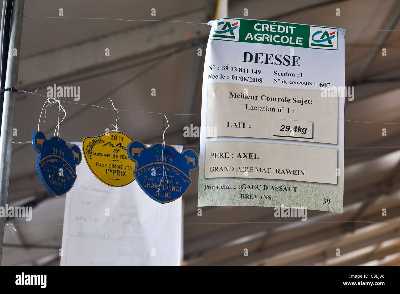 Medaglie del vincitore del Simmental giovane vacca concorrenza al Sommet de l'élevage, agricoltura mostra, Francia Foto Stock