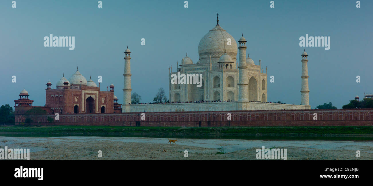 Cane balade passato il Taj Mahal lato Nord vista lungo fiume Yamuna al tramonto , India Foto Stock