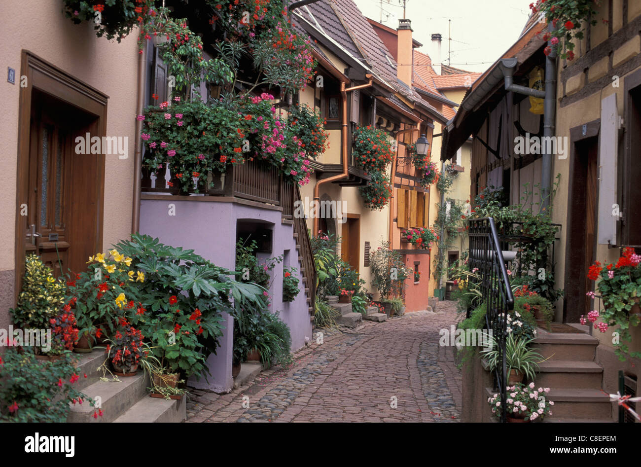 Eguisheim, Alsazia, Francia, Europa street, fiori, edifici, città vecchia, Foto Stock